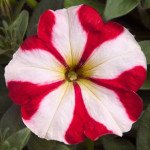 Петунія Ура F1 червона зірка /1.000 насінин/ *Syngenta*