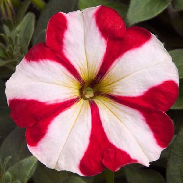 Семена петунии Ура F1 красная звезда /1.000 семян/ *Syngenta*