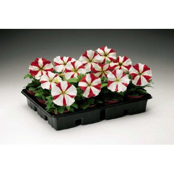 Петунія Ура F1 червона зірка /1.000 насінин/ *Syngenta*