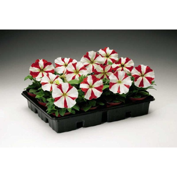 Семена петунии Ура F1 красная звезда /1.000 семян/ *Syngenta*