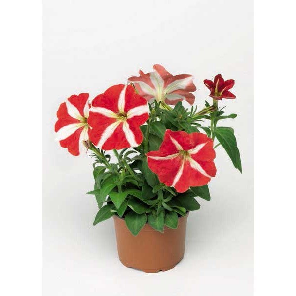 Семена петунии Ура F1 красная звезда /1.000 семян/ *Syngenta*