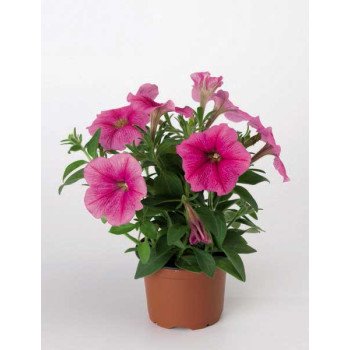 Петунія Ура F1 малинова з прожилками /1.000 насінин/ *Syngenta*