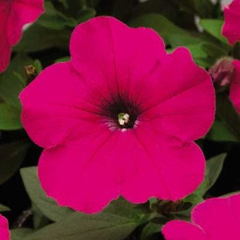 Петуния Ура F1 розовая /1.000 семян/ *Syngenta*