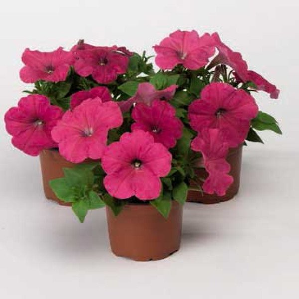 Насіння петунії Ура F1 рожева /1.000 насінин/ *Syngenta*