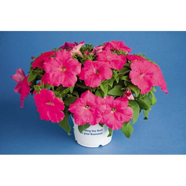 Насіння петунії Ура F1 рожева /1.000 насінин/ *Syngenta*