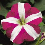 Петунія Ура F1 рожева зірка /1.000 насінин/ *Syngenta*