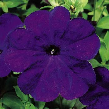 Петуния Ура F1 синяя /1.000 семян/ *Syngenta*