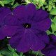 Семена петунии Ура F1 синяя /1.000 семян/ *Syngenta*