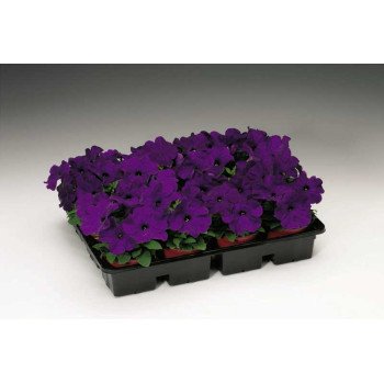 Петуния Ура F1 синяя /1.000 семян/ *Syngenta*