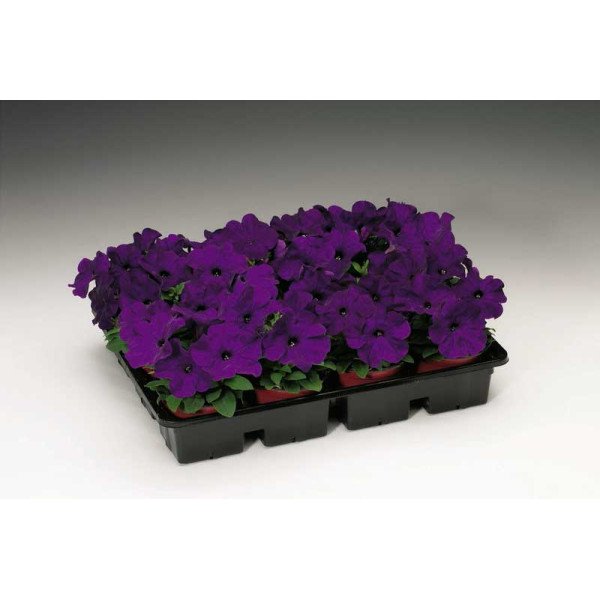 Семена петунии Ура F1 синяя /1.000 семян/ *Syngenta*