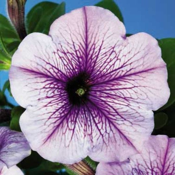 Семена петунии Ура F1 синяя с прожилками /1.000 семян/ *Syngenta*