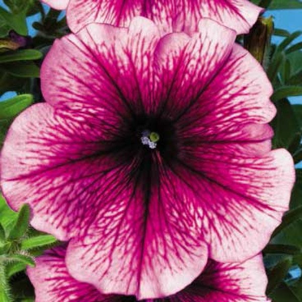 Насіння петунії Ура F1 сливова /1.000 насінин/ *Syngenta*