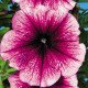 Насіння петунії Ура F1 сливова /1.000 насінин/ *Syngenta*