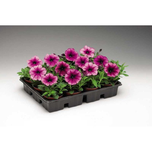 Насіння петунії Ура F1 сливова /1.000 насінин/ *Syngenta*