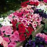 Петуния Ура F1 смесь /1.000 семян/ *Syngenta*