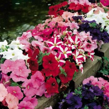 Петуния Ура F1 смесь /1.000 семян/ *Syngenta*