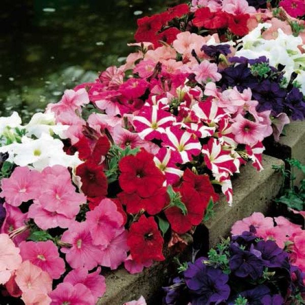 Насіння петунії Ура F1 суміш /1.000 насінин/ *Syngenta*