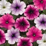Петуния Ура F1 смесь с прожилками /1.000 семян/ *Syngenta*