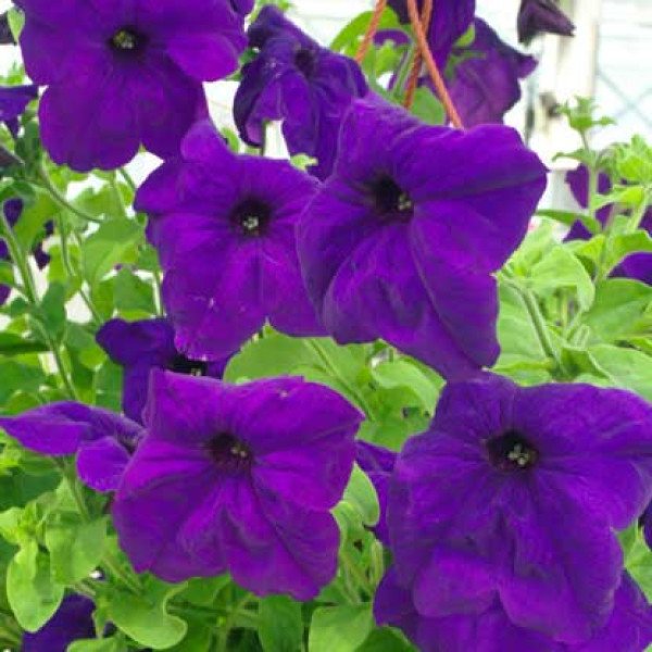 Насіння петунії Самба F1 синя /100 насінин/ *Hem Genetics*