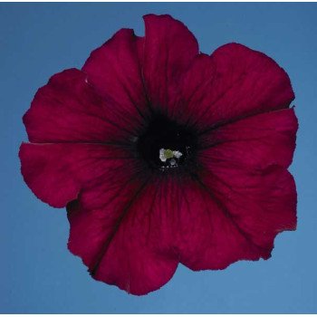 Петунія Селебреті F1 бургунді /1.000 насінин/ *Benary*