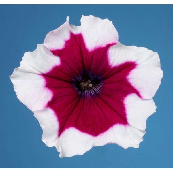 Семена петунии Селебрети F1 бургунди фрост /1.000 семян/ *Benary*