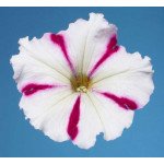 Петунія Селебреті F1 бургундська зірка /1.000 насінин/ *Benary*