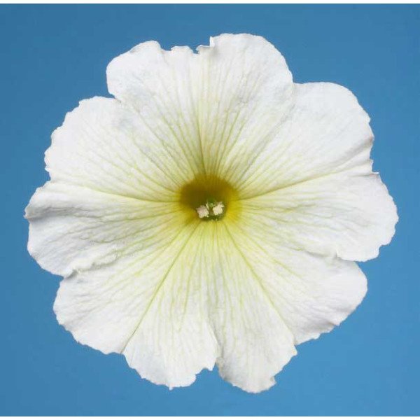 Семена петунии Селебрети F1 желтая /1.000 семян/ *Benary*