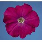 Петунія Селебреті F1 кармінна /1.000 насінин/ *Benary*