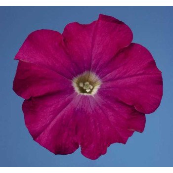 Петунія Селебреті F1 кармінна /1.000 насінин/ *Benary*