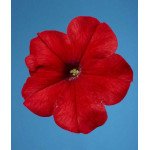 Петуния Селебрети F1 красная /1.000 семян/ *Benary*