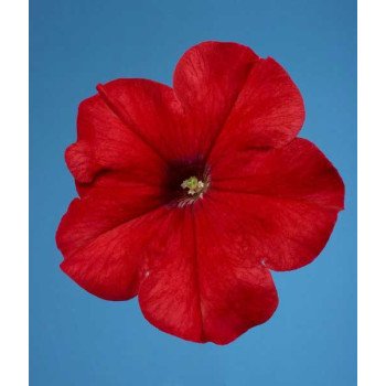 Петунія Селебреті F1 червона /1.000 насінин/ *Benary*