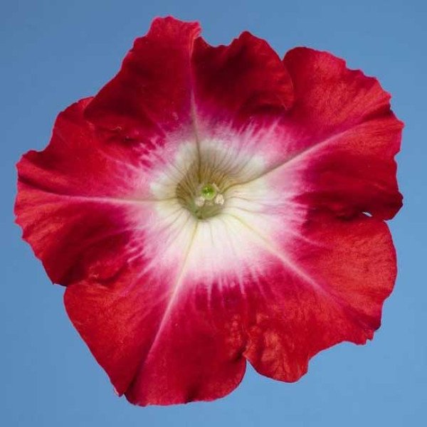 Насіння петунії Селебреті F1 червоний ранок /1.000 насінин/ *Benary*