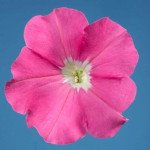 Петунія Селебреті F1 малинова /1.000 насінин/ *Benary*