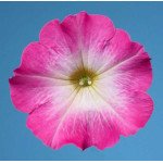 Петуния Селебрети F1 малиновое утро /1.000 семян/ *Benary*