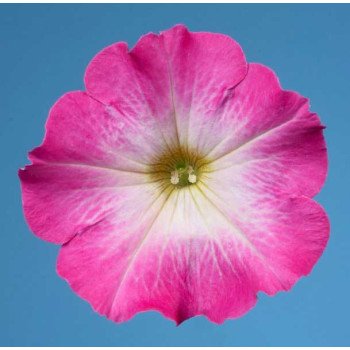 Петунія Селебреті F1 малиновий ранок /1.000 насінин/ *Benary*