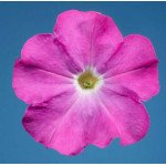 Петунія Селебреті F1 неонова /1.000 насінин/ *Benary*