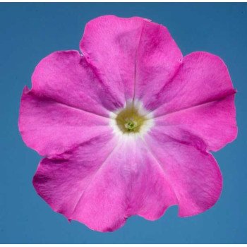 Петунія Селебреті F1 неонова /1.000 насінин/ *Benary*