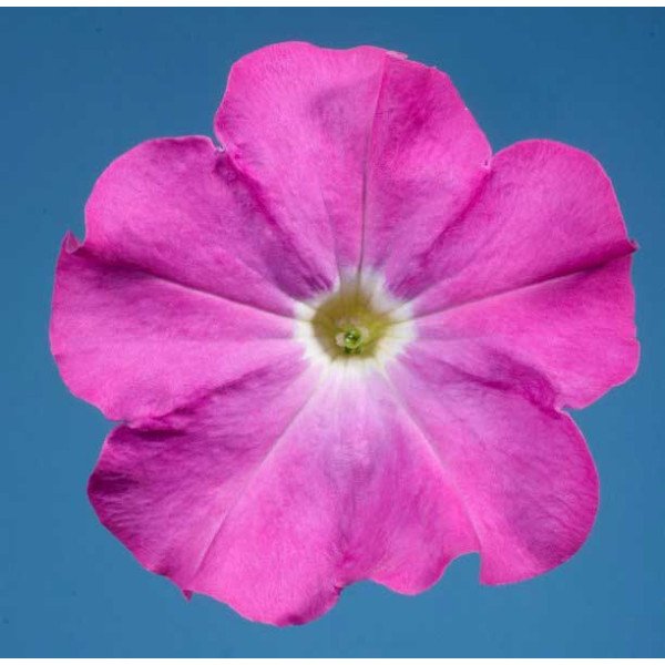 Насіння петунії Селебреті F1 неонова /1.000 насінин/ *Benary*