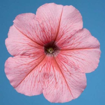 Петунія Селебреті F1 персиковий сніг /1.000 насінин/ *Benary*