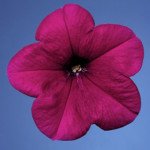 Петунія Селебреті F1 рожева /1.000 насінин/ *Benary*