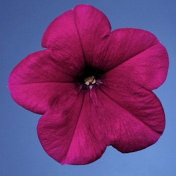 Петунія Селебреті F1 рожева /1.000 насінин/ *Benary*