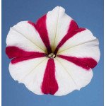 Петуния Селебрети F1 розовая звезда /1.000 семян/ *Benary*