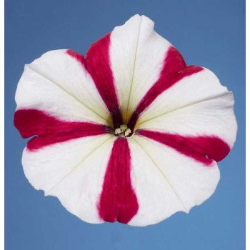 Петунія Селебреті F1 рожева зірка /1.000 насінин/ *Benary*