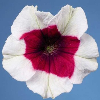 Петунія Селебреті F1 рожеве пікоті /1.000 насінин/ *Benary*