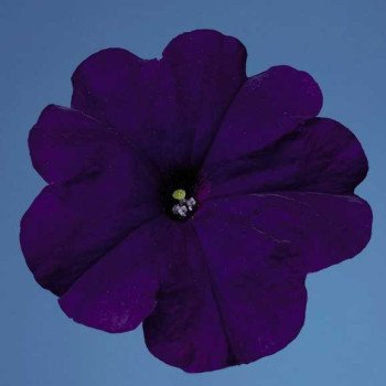 Петунія Селебреті F1 синя /1.000 насінин/ *Benary*