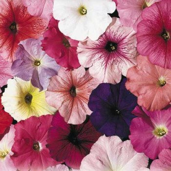 Петунія Селебреті F1 суміш /1.000 насінин/ *Benary*