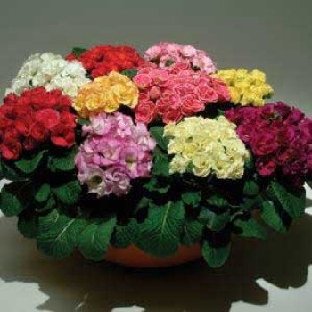 Примула Прімлет F1 суміш (mix) /100 насінин/ *Pan American*