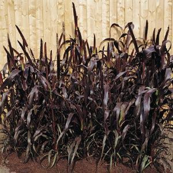 Насіння проса декоративного Пурпл Маджесті F1 суміш /100 насінин/ *Pan American*