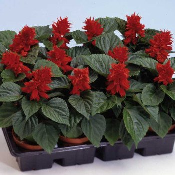 Сальвия Аморе красная (red) /100 семян/ *Hem Genetics*