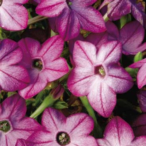 Семена табака Саратога F1 пурпурный (purple) /200 семян (драже)/ *Syngenta*